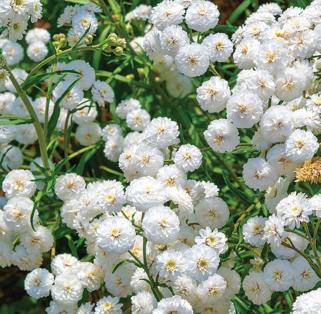Botany in brief